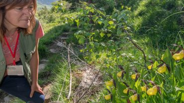 El zapatito de dama: La reina de las orquídeas del Pirineo