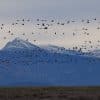 La migración de las aves