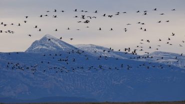 La migración de las aves